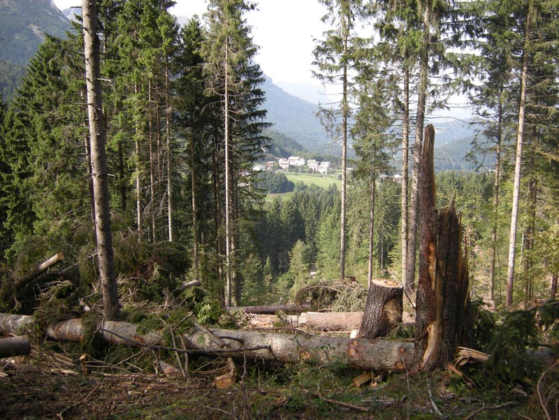 Un nuovo studio conferma: La bioenergia da residui forestali ha un significativo impatto positivo sulla mitigazione dei cambiamenti climatici